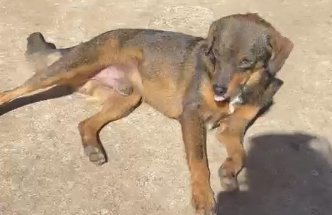 Enlarge PABLO - 20lb Tripod, a Adoptable mixed breed in North York, ON image 5/5