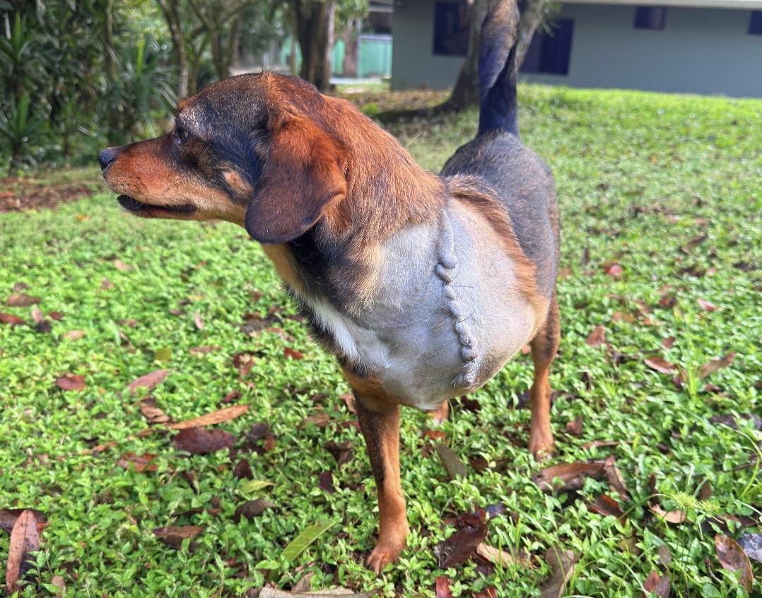 Enlarge PABLO - 20lb Tripod, a Adoptable mixed breed in North York, ON image 3/5