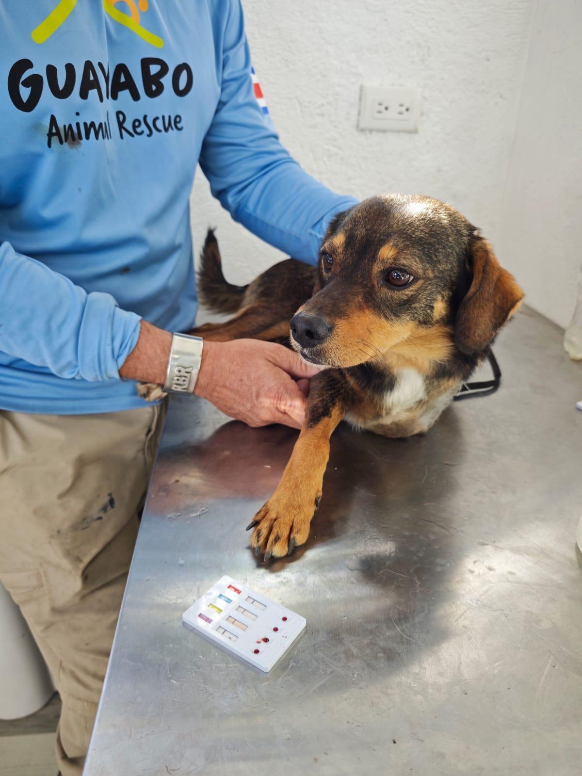 Enlarge PABLO - 20lb Tripod, a Adoptable mixed breed in North York, ON image 4/5