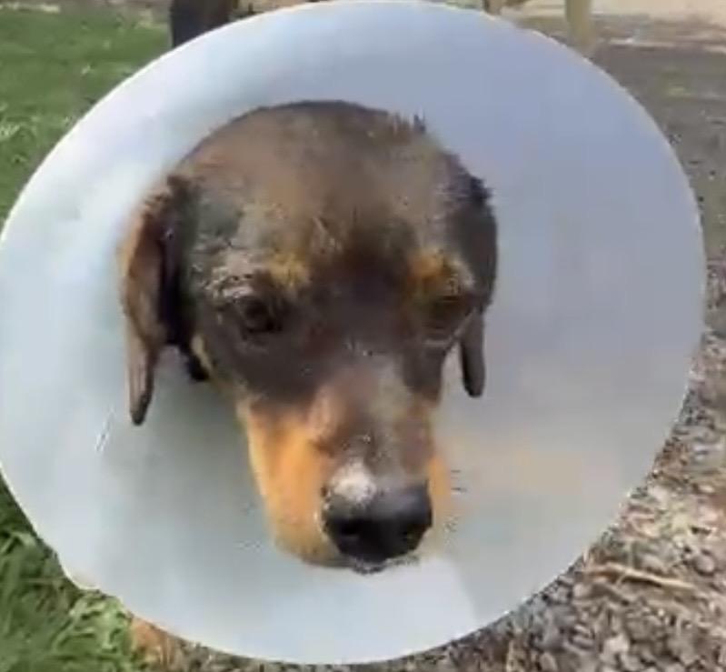 PABLO - 20lb Tripod, Adoptable, Young Male Mixed Breed.