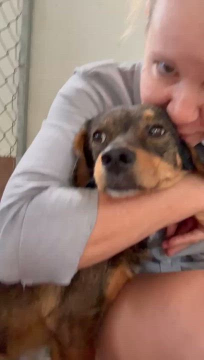 Enlarge PABLO - 20lb Tripod, a Adoptable mixed breed in North York, ON video 2/5