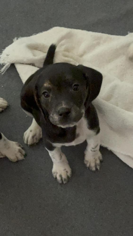 Squirt - adoption pending, Adoptable, Puppy Male Beagle.