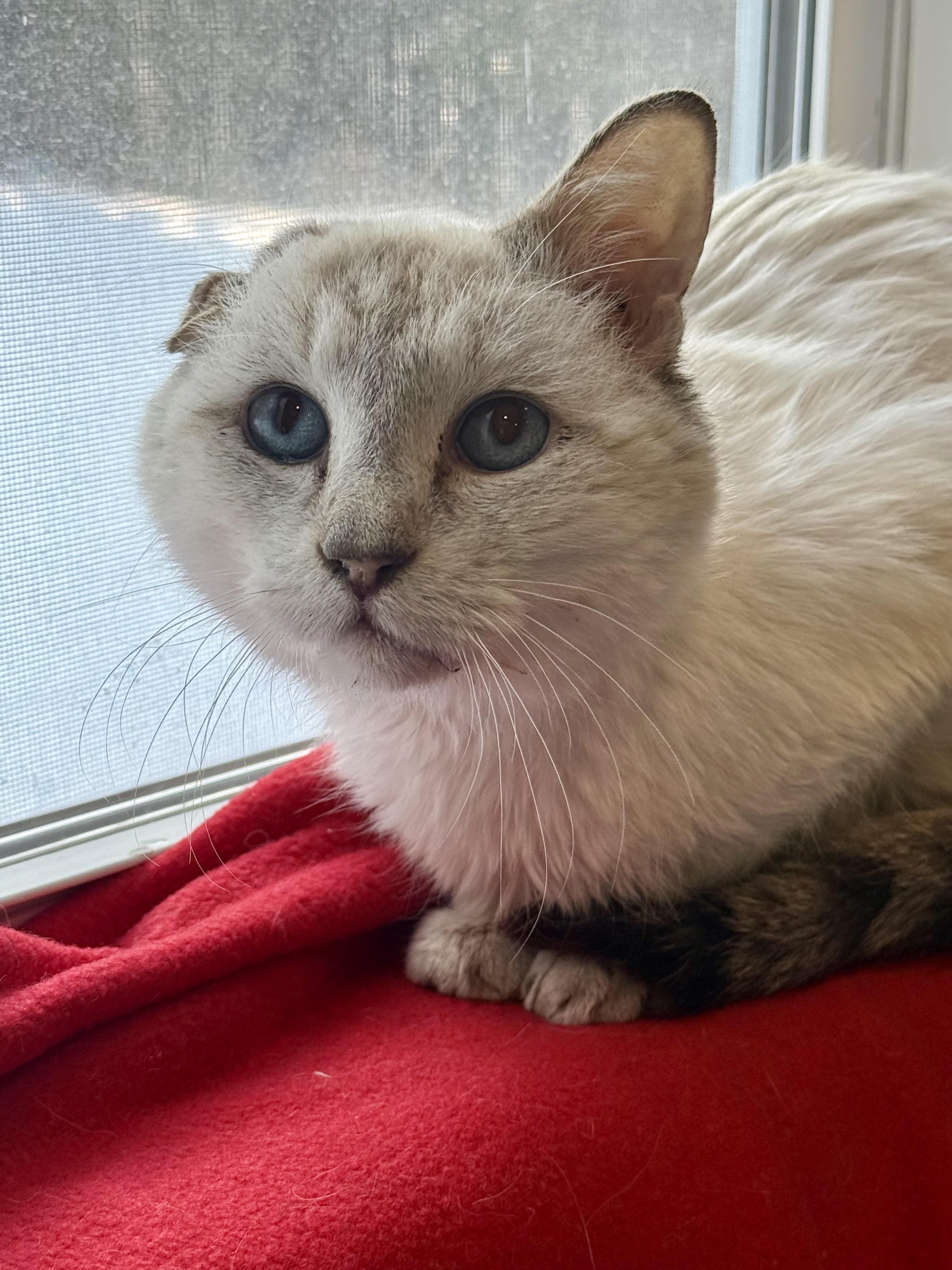 Enlarge Artax, a ADOPTABLE Domestic Short Hair in Frewsburg, NY image 2/4