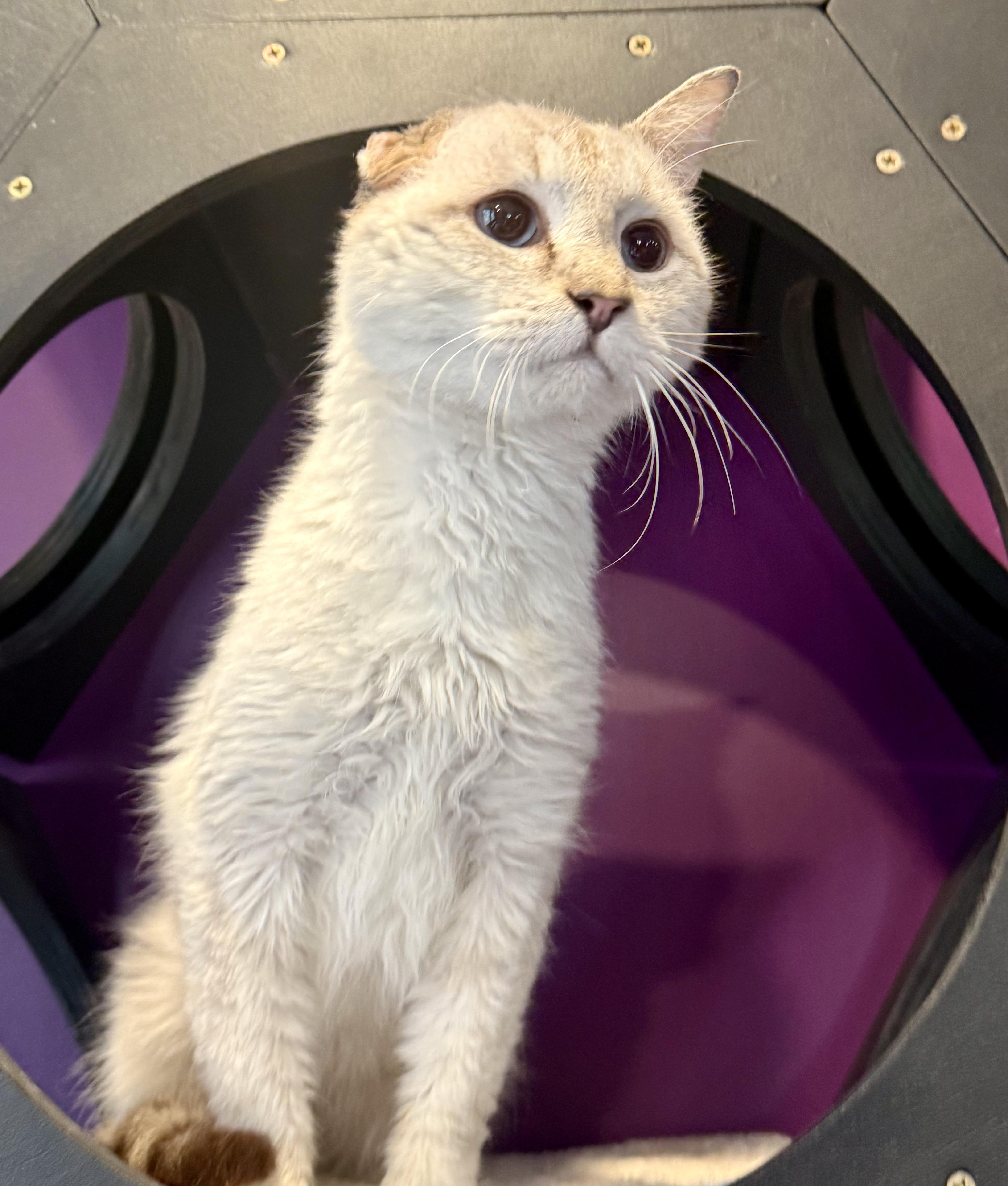 Enlarge Artax, a ADOPTABLE Domestic Short Hair in Frewsburg, NY image 4/4