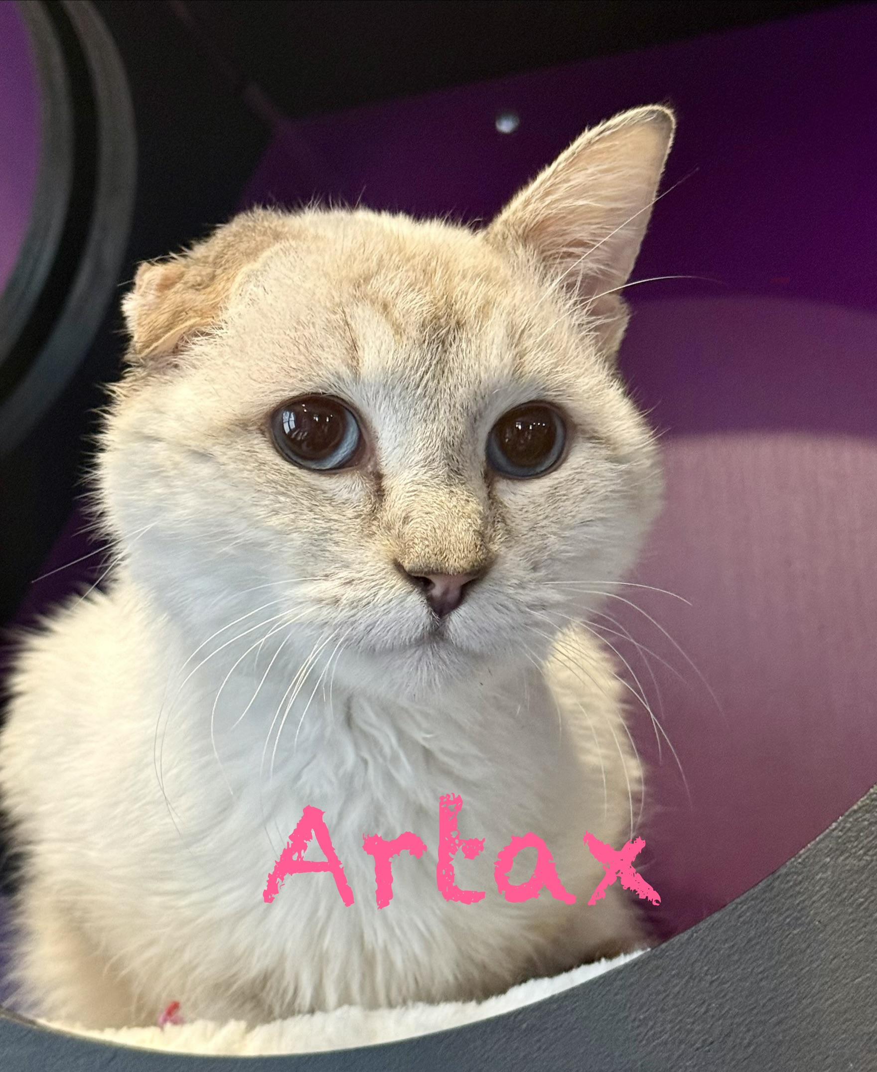 Enlarge Artax, a ADOPTABLE Domestic Short Hair in Frewsburg, NY image 1/4