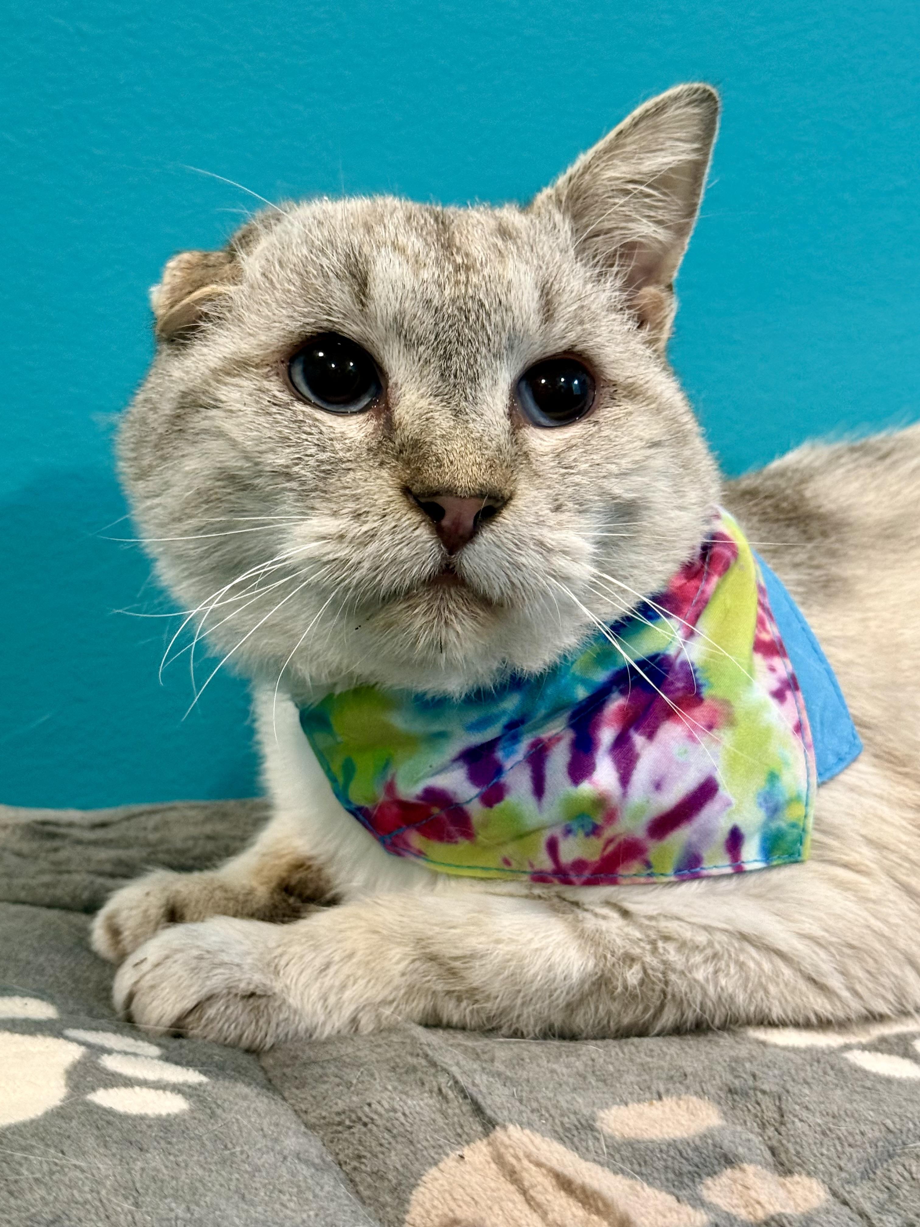 Artax, adoptable, Senior Male Domestic Short Hair.