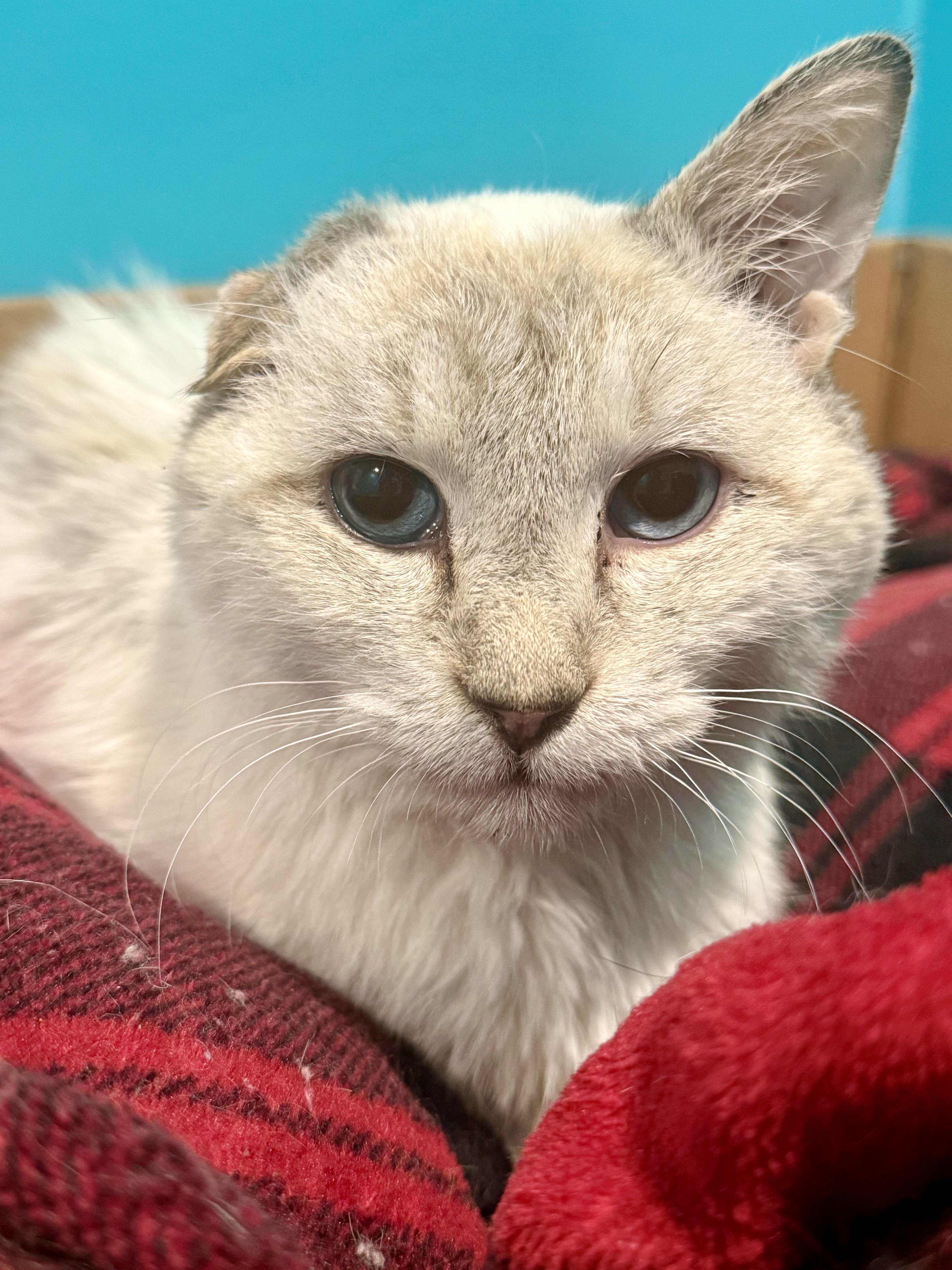 Enlarge Artax, a ADOPTABLE Domestic Short Hair in Frewsburg, NY image 3/4