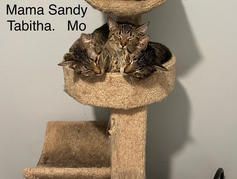 Sandy, Adoptable, Adult Female Domestic Short Hair.