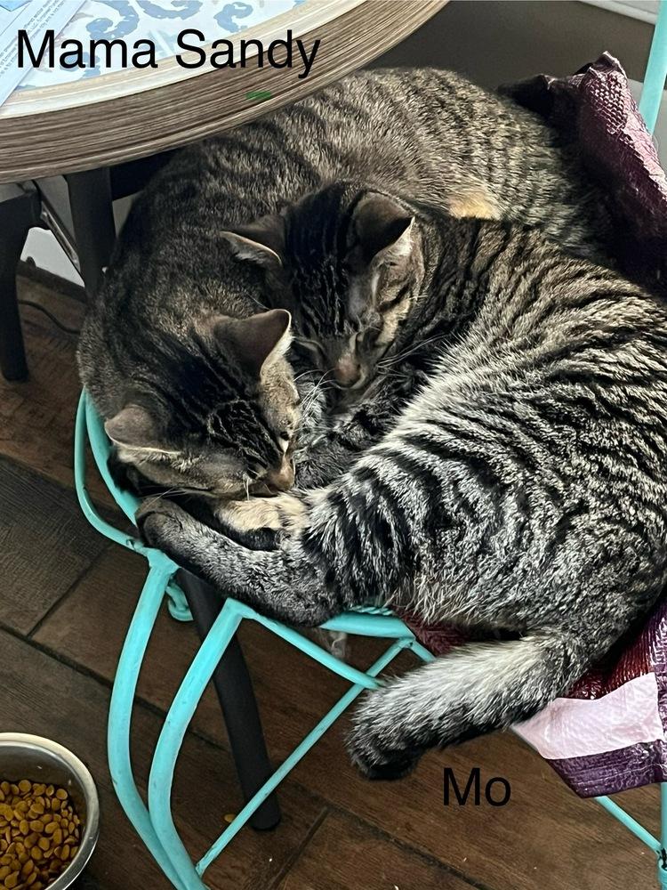 Enlarge Sandy, a Adoptable Domestic Short Hair in Virginia Beach, VA image 2/5
