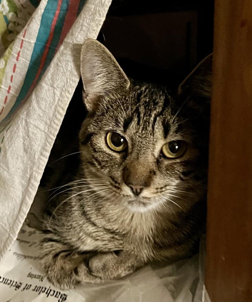Enlarge Sandy, a Adoptable Domestic Short Hair in Virginia Beach, VA image 3/5