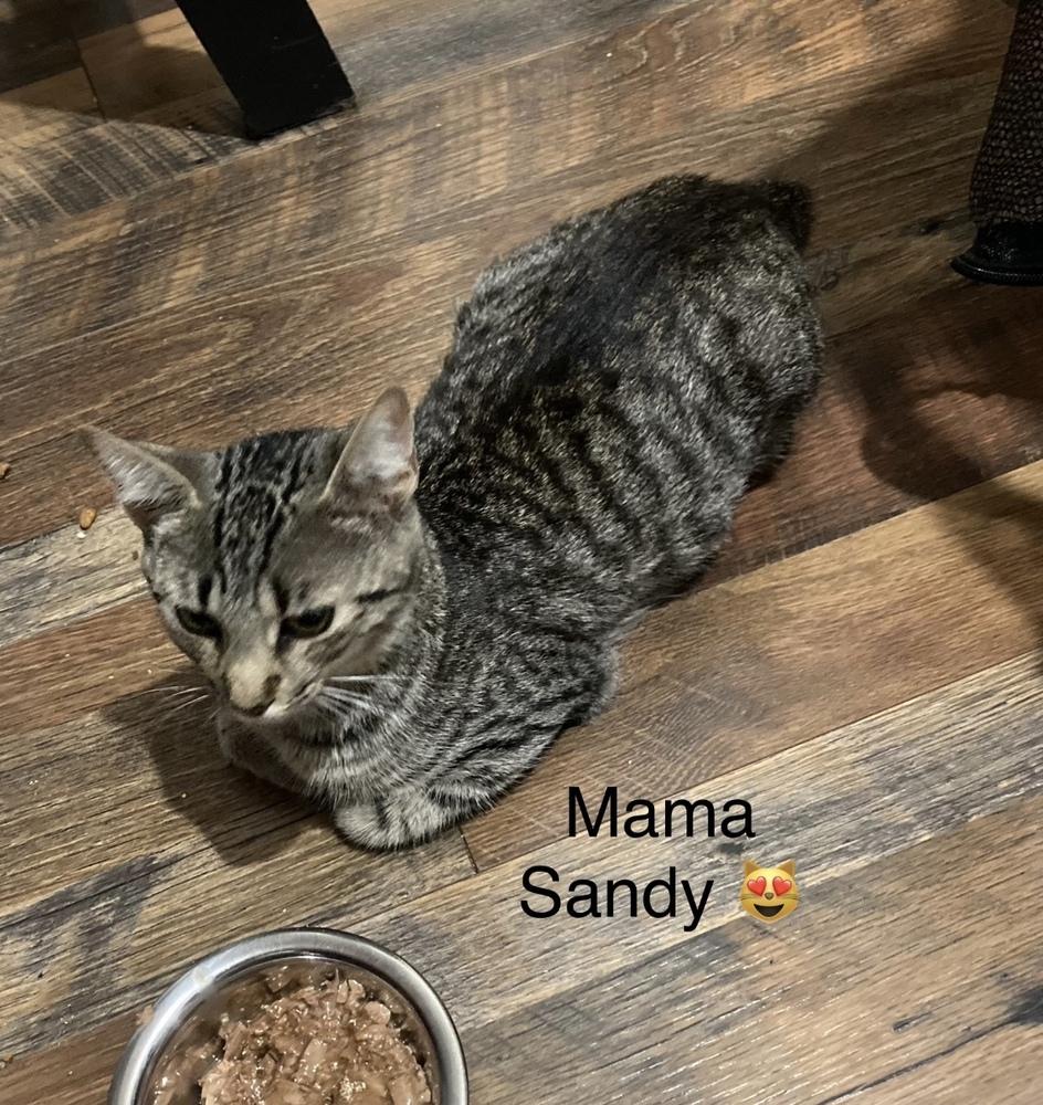 Enlarge Sandy, a Adoptable Domestic Short Hair in Virginia Beach, VA image 4/5
