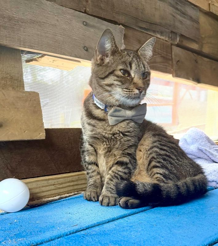 Enlarge Sandy, a Adoptable Domestic Short Hair in Virginia Beach, VA image 5/5