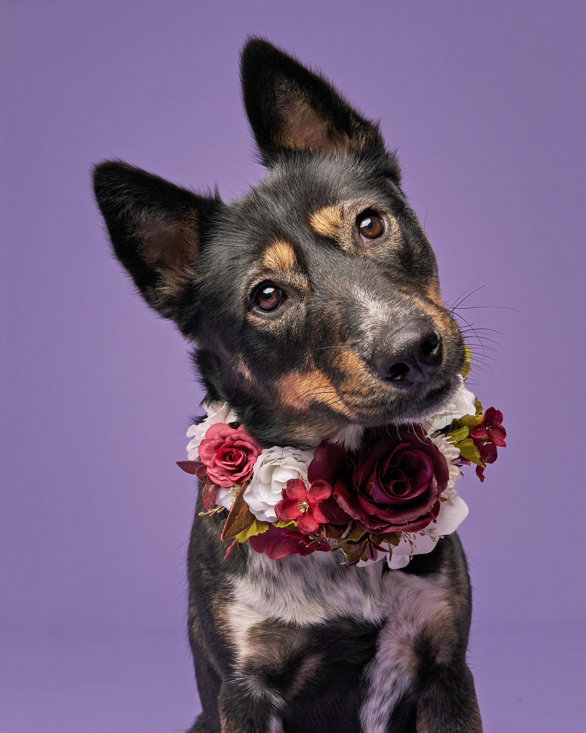 Enlarge Daisy, a ADOPTABLE mixed breed in Simsbury, CT image 1/5