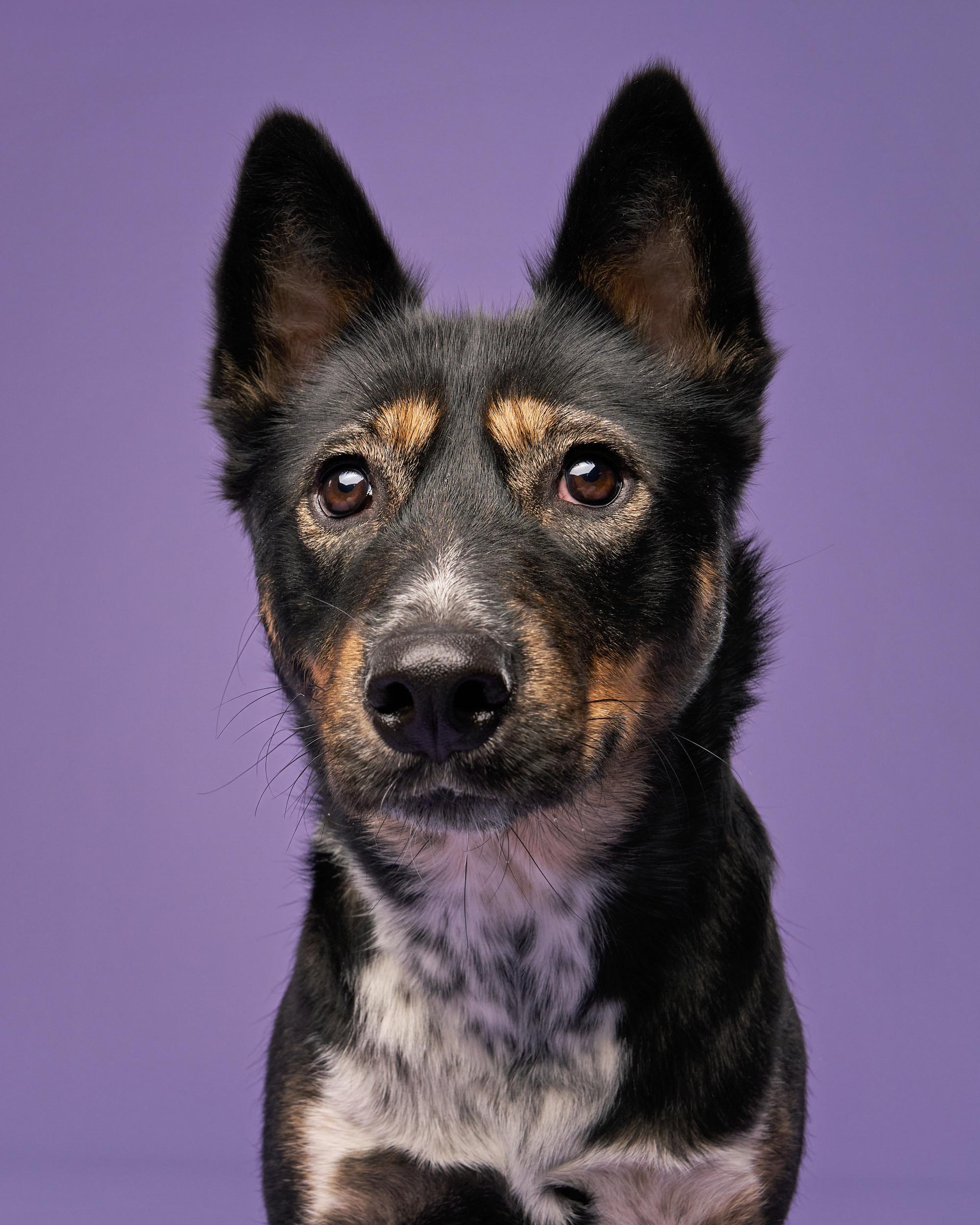 Enlarge Daisy, a ADOPTABLE mixed breed in Simsbury, CT image 3/5