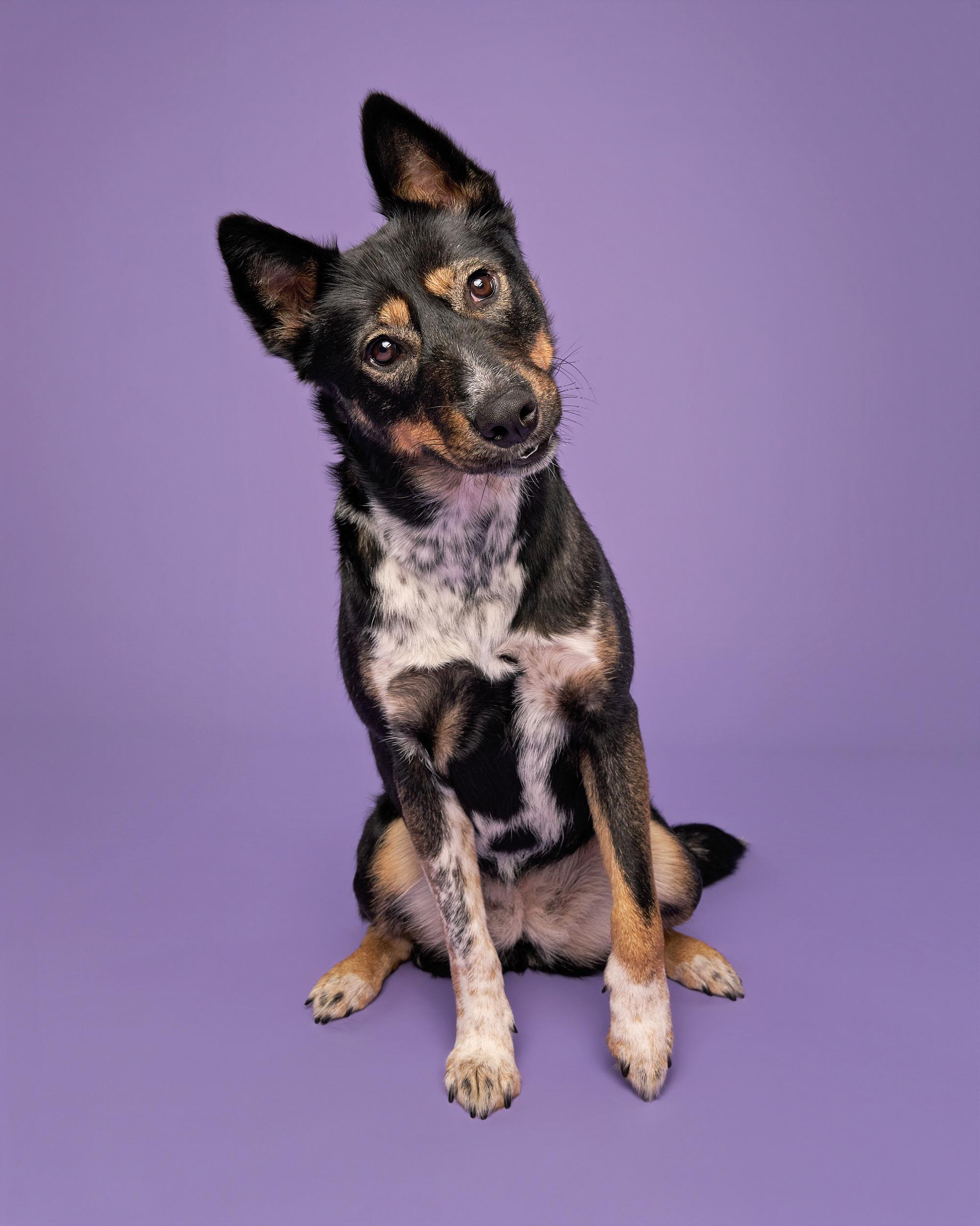 Enlarge Daisy, a ADOPTABLE mixed breed in Simsbury, CT image 4/5