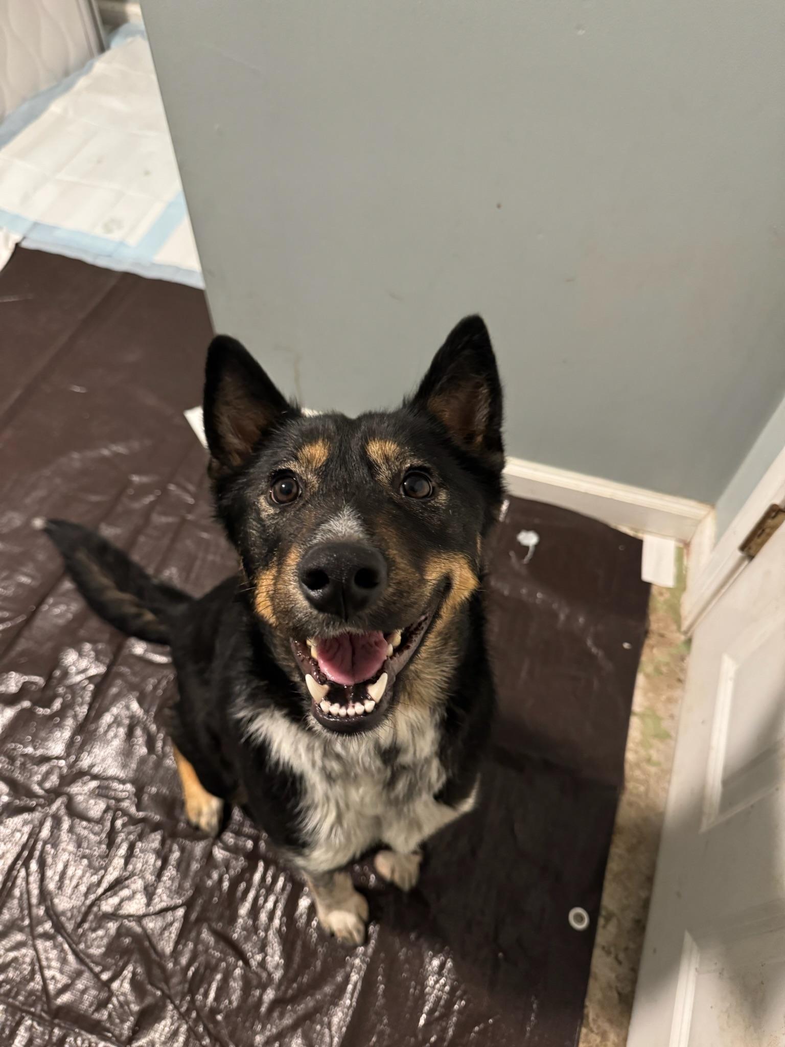 Daisy, ADOPTABLE, Adult Female Husky & Cattle Dog.