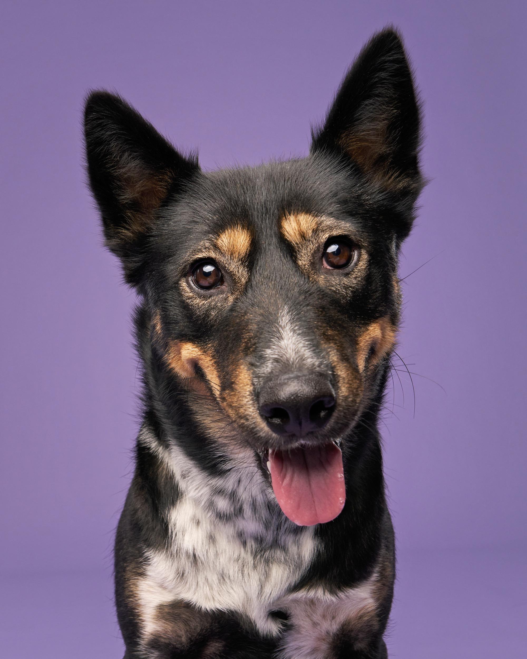 Enlarge Daisy, a ADOPTABLE mixed breed in Simsbury, CT image 2/5