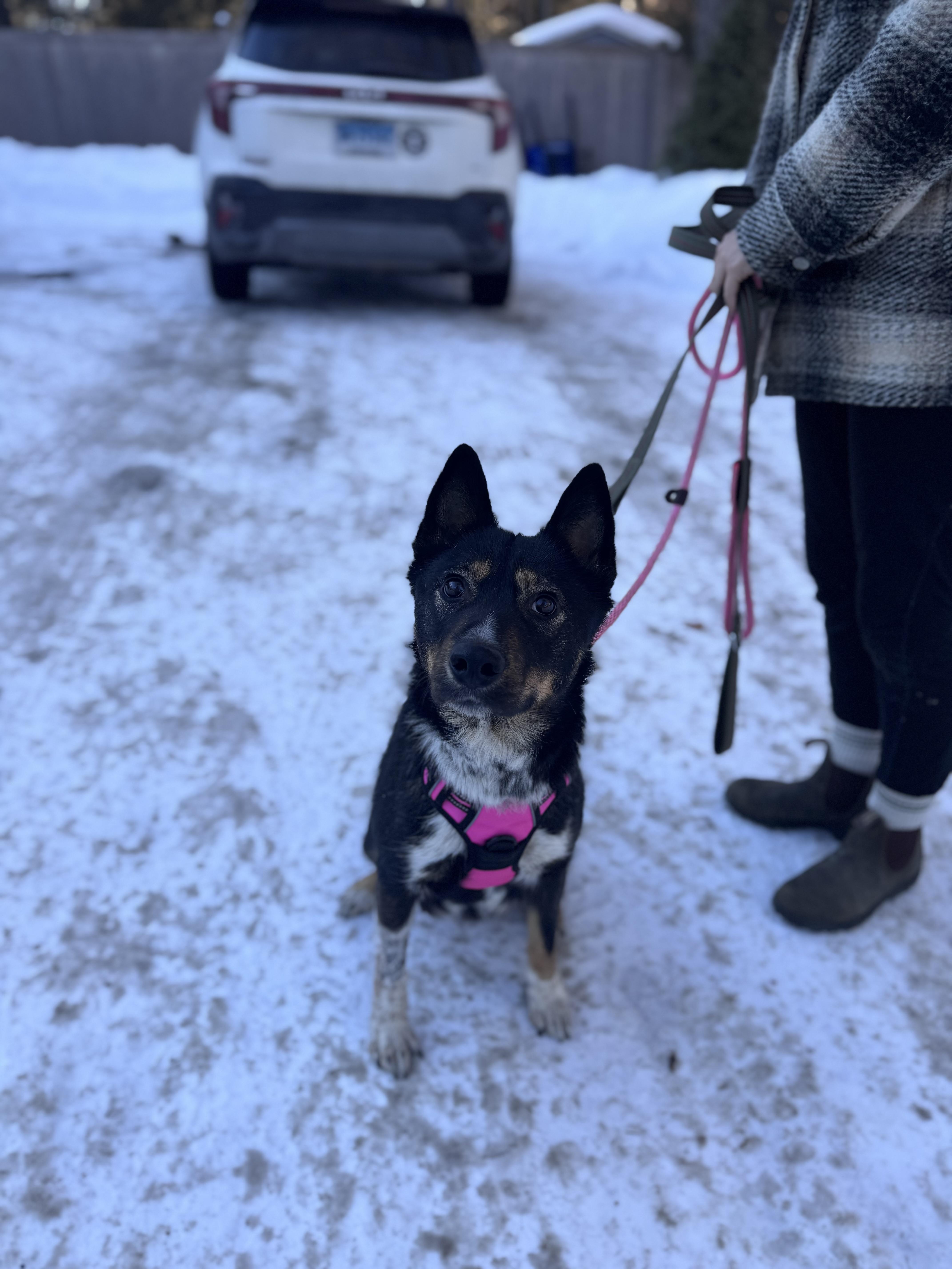 Enlarge Daisy, a ADOPTABLE mixed breed in Simsbury, CT image 2/2
