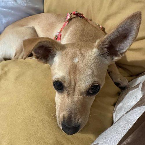 Blondie, Adoptable, Young Female Chihuahua.
