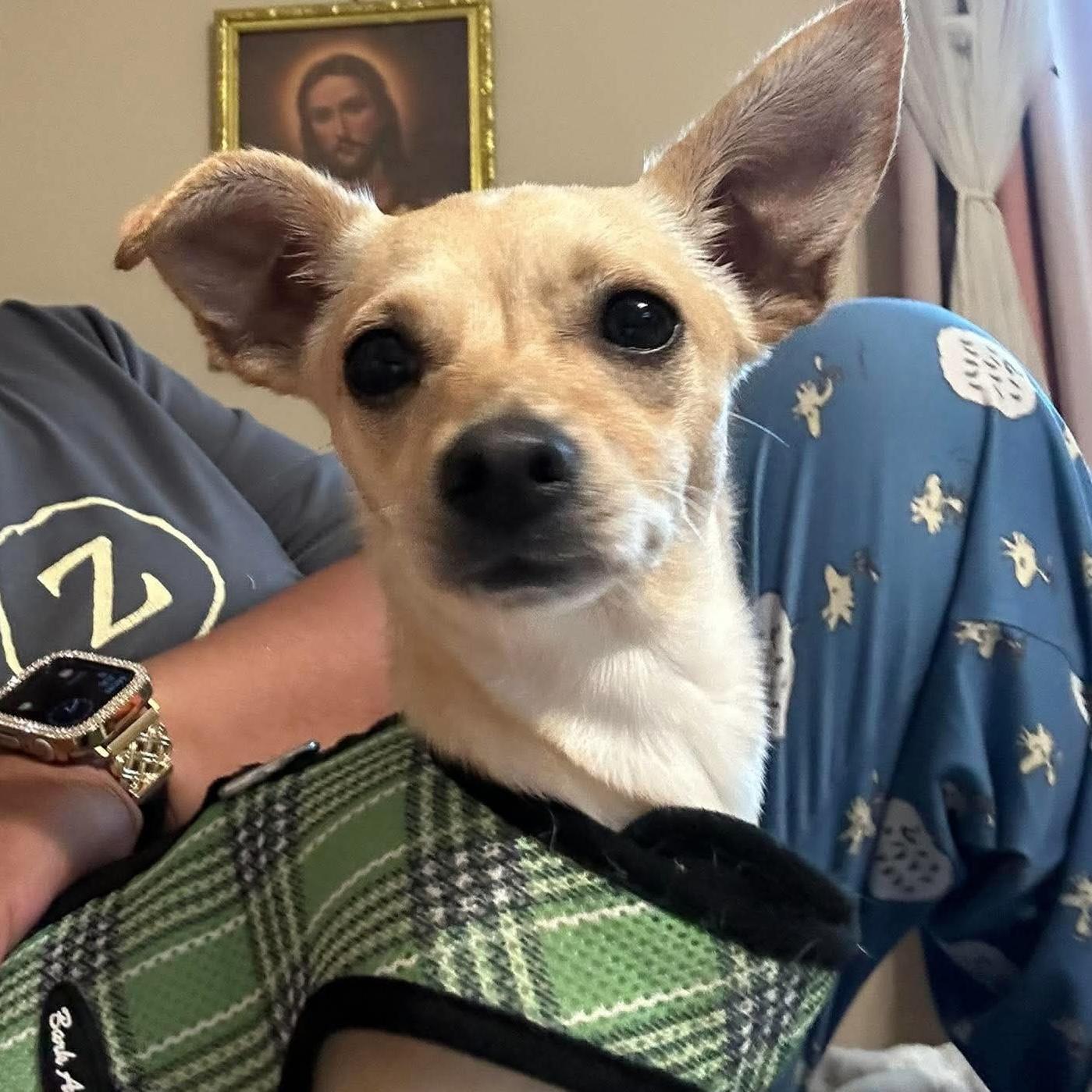 Enlarge Blondie, a Adoptable Chihuahua in Verona, NJ image 2/3