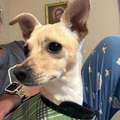Enlarge Blondie, a Adoptable Chihuahua in Verona, NJ image 3/3