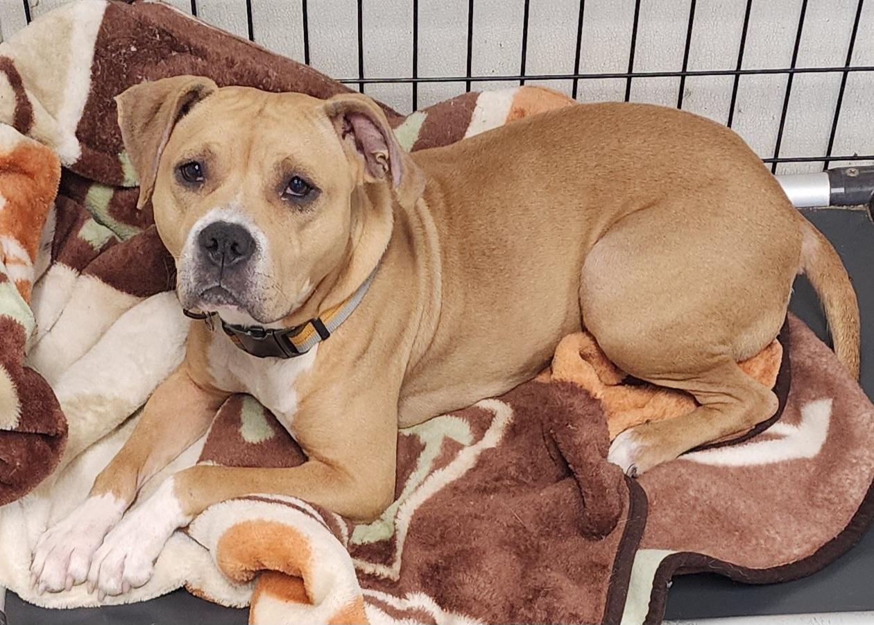 Enlarge Sunshine, a Adoptable Pit Bull Terrier in Momence, IL image 1/1