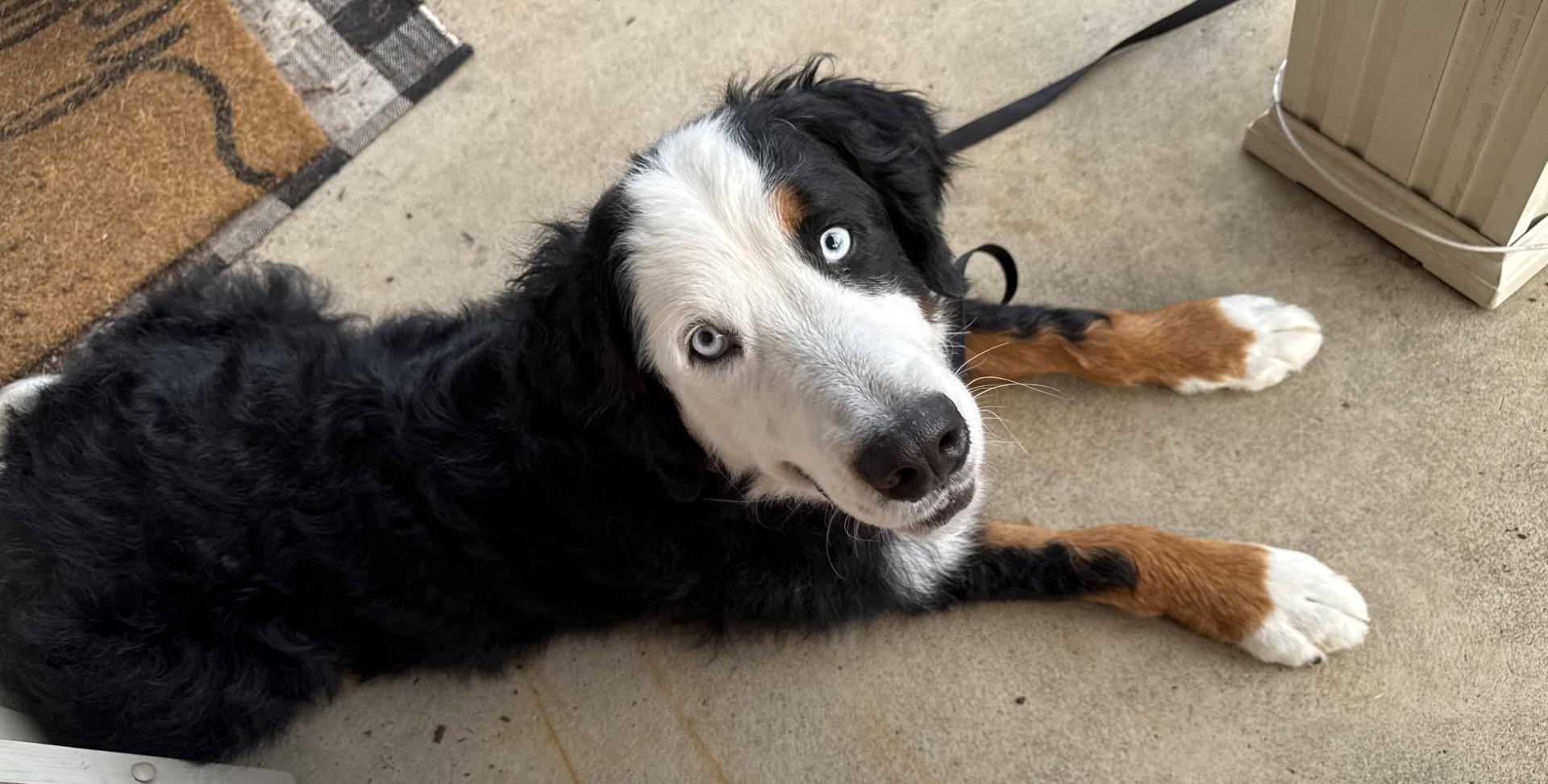 Enlarge Lucy, a ADOPTABLE Bernese Mountain Dog in Pittsburgh, PA image 3/4
