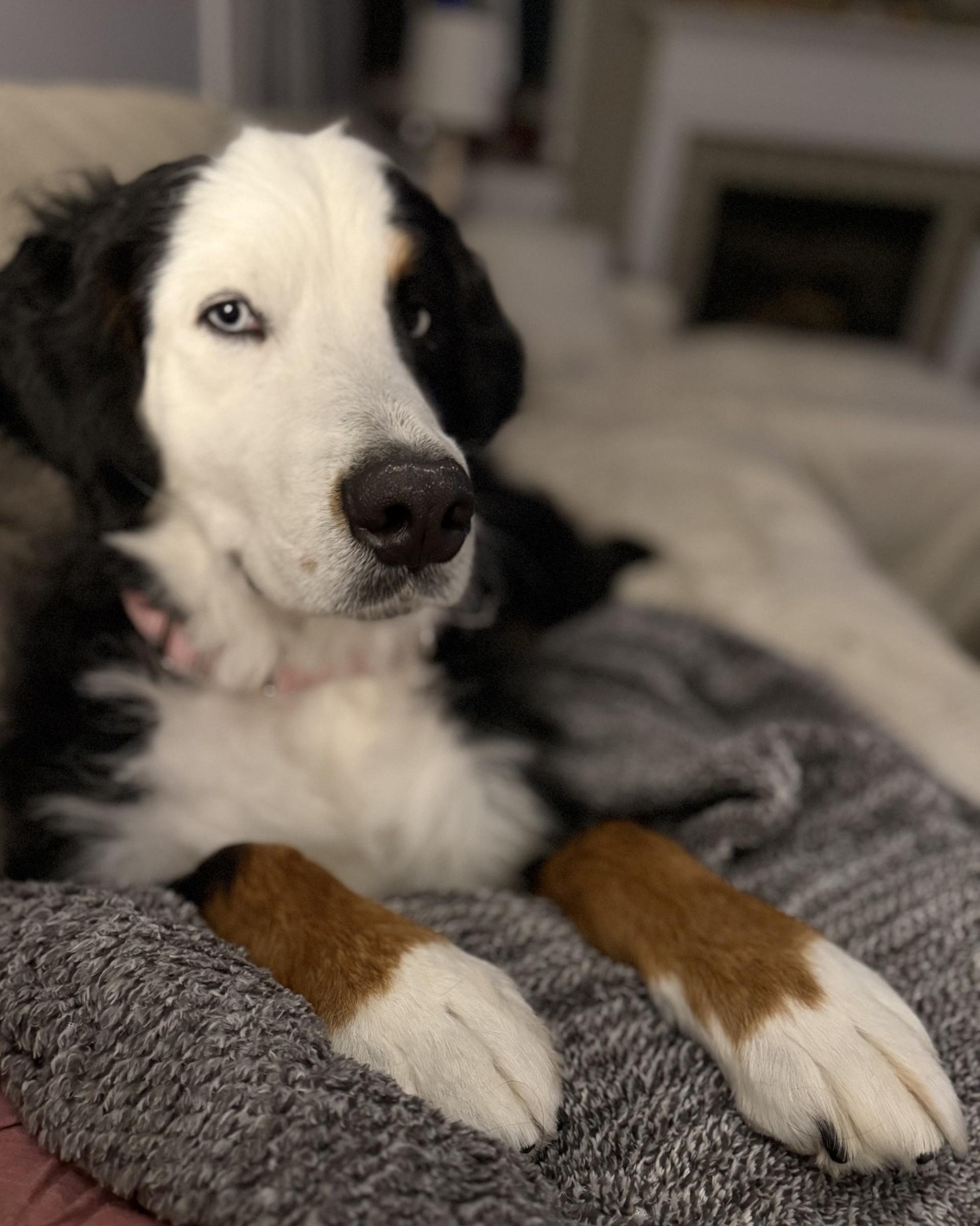 Enlarge Lucy, a ADOPTABLE Bernese Mountain Dog in Pittsburgh, PA image 2/4