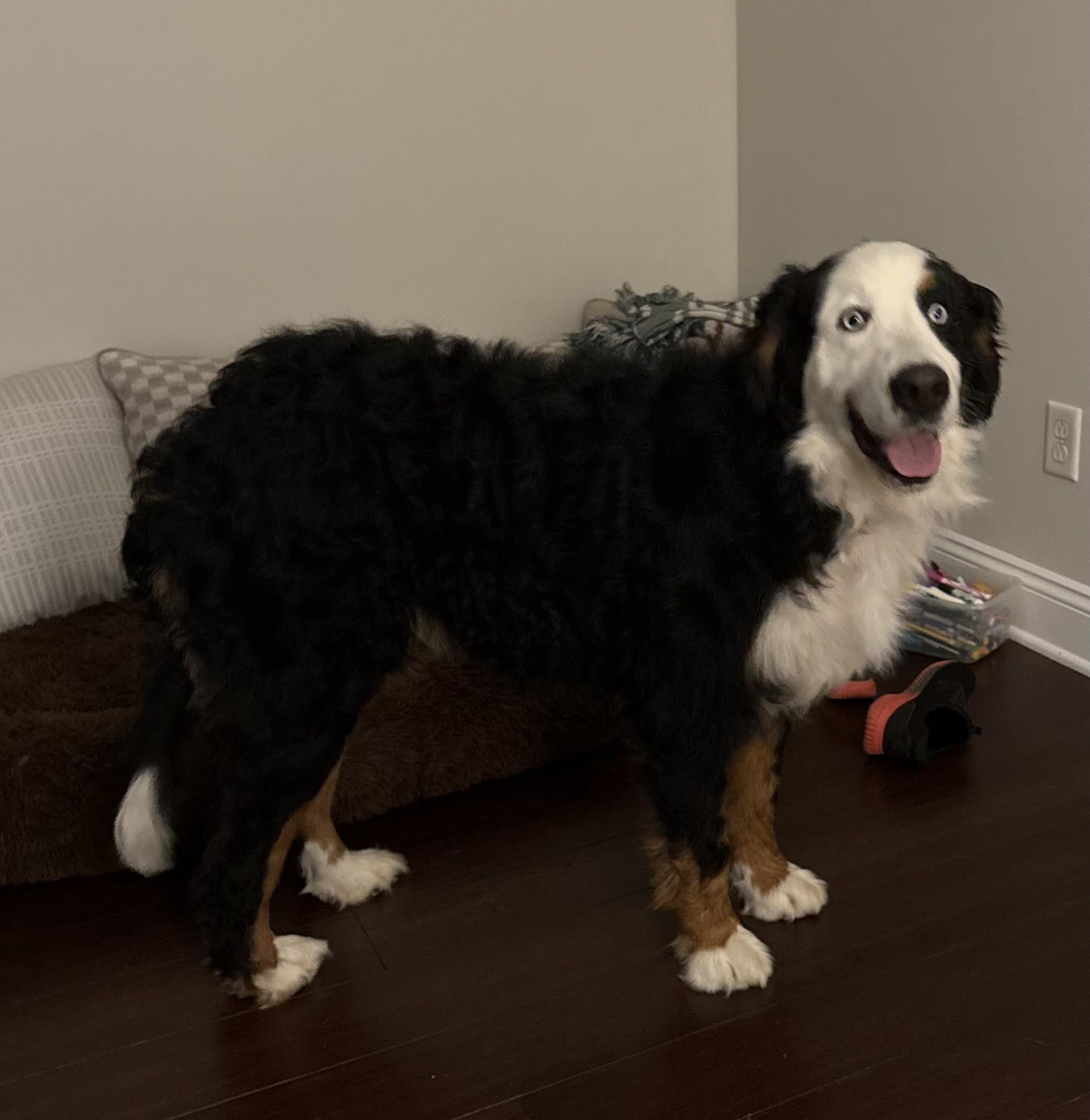 Lucy, ADOPTABLE, Young Female Bernese Mountain Dog.