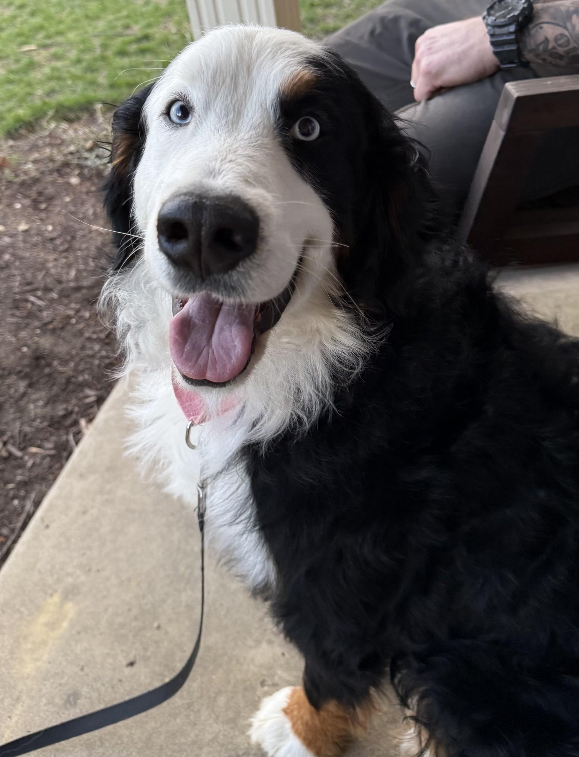 Enlarge Lucy, a ADOPTABLE Bernese Mountain Dog in Pittsburgh, PA image 4/4