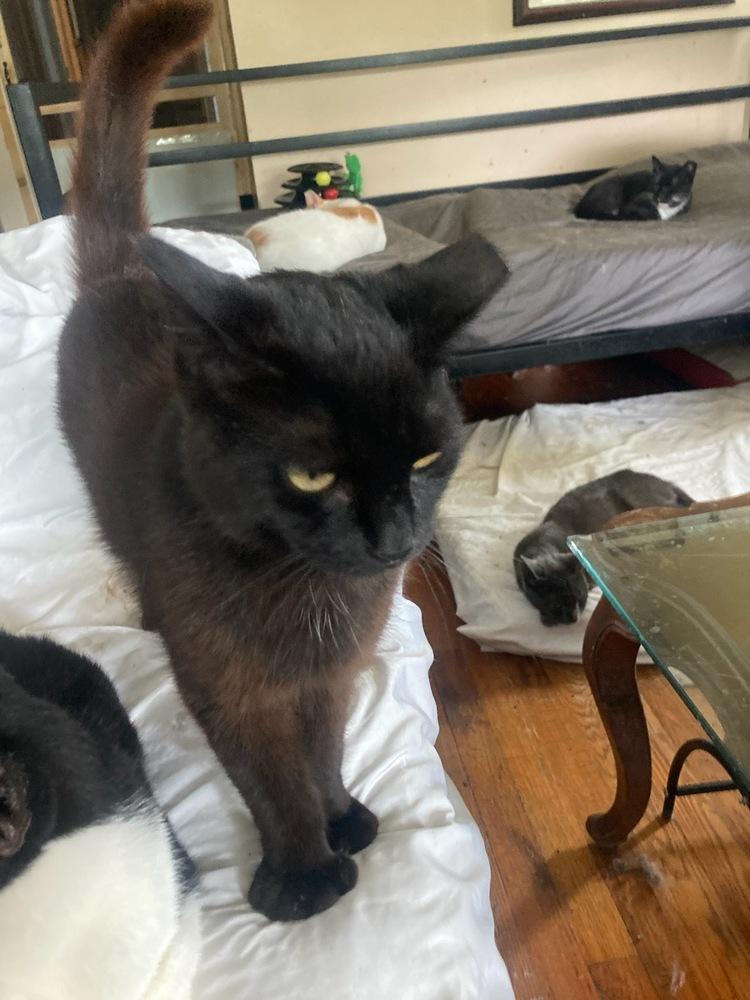 Enlarge Boone, a Adoptable Domestic Short Hair in Central Islip, NY image 2/3