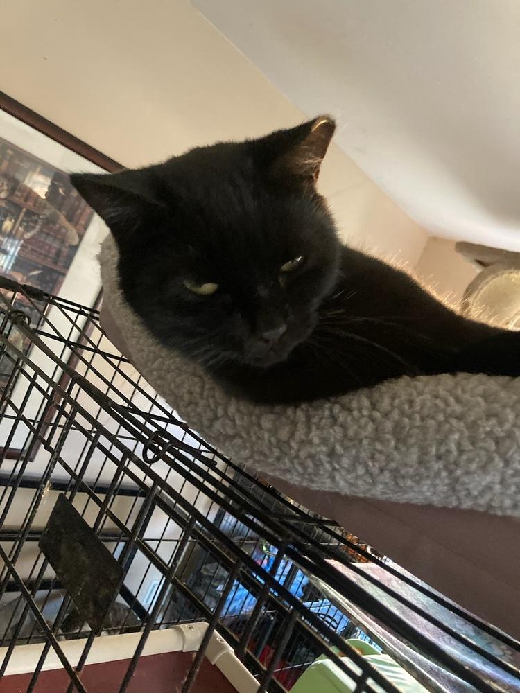 Enlarge Boone, a Adoptable Domestic Short Hair in Central Islip, NY image 3/3