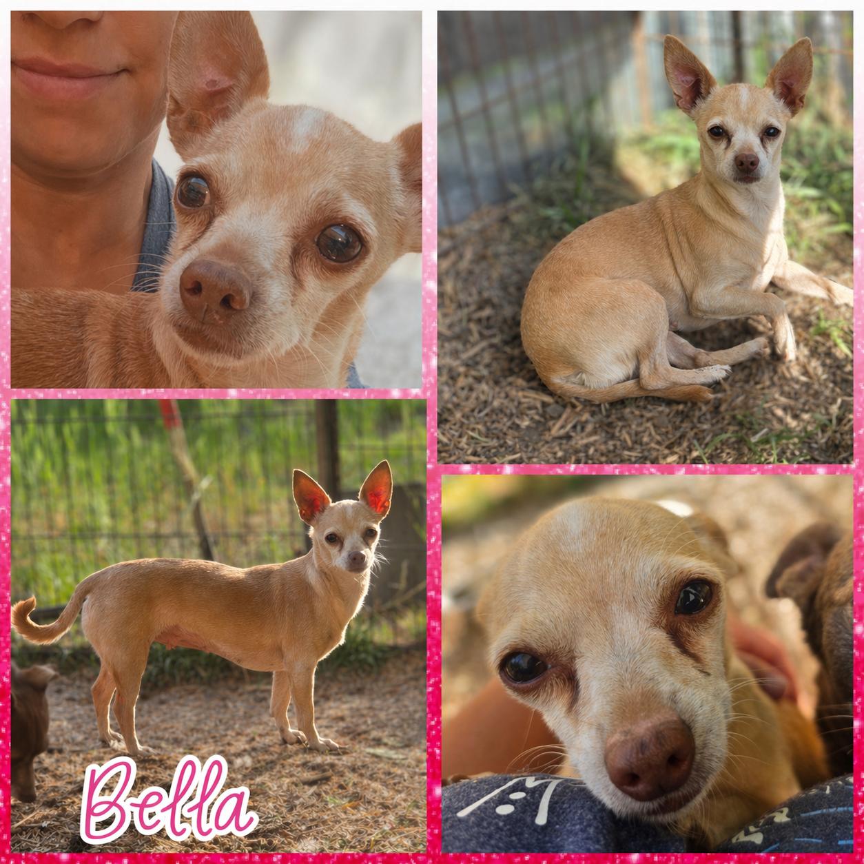Bella, ADOPTABLE, Adult Female Chihuahua.