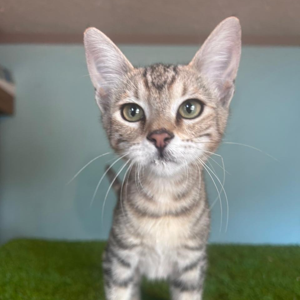 Kakashi, Adoptable, Young Male American Shorthair.