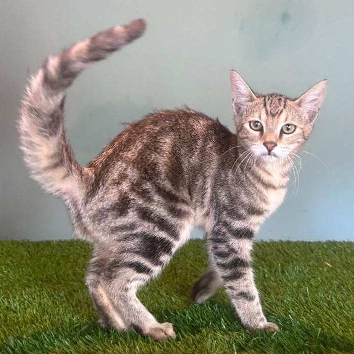 Enlarge Kakashi, a Adoptable mixed breed in Tijuana, BCN image 2/6