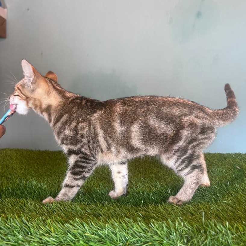 Enlarge Kakashi, a Adoptable mixed breed in Tijuana, BCN image 4/6