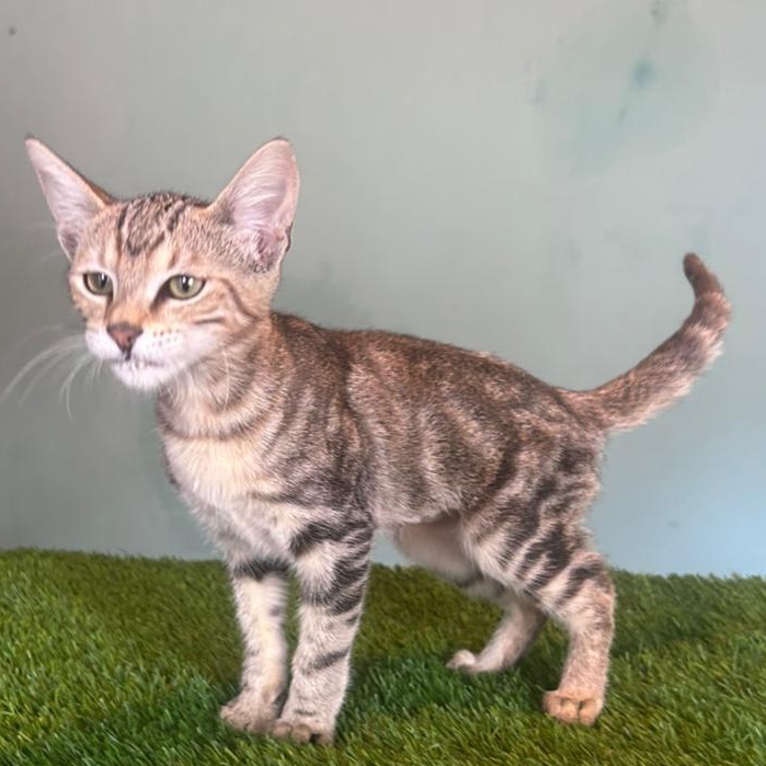 Enlarge Kakashi, a Adoptable mixed breed in Tijuana, BCN image 3/6