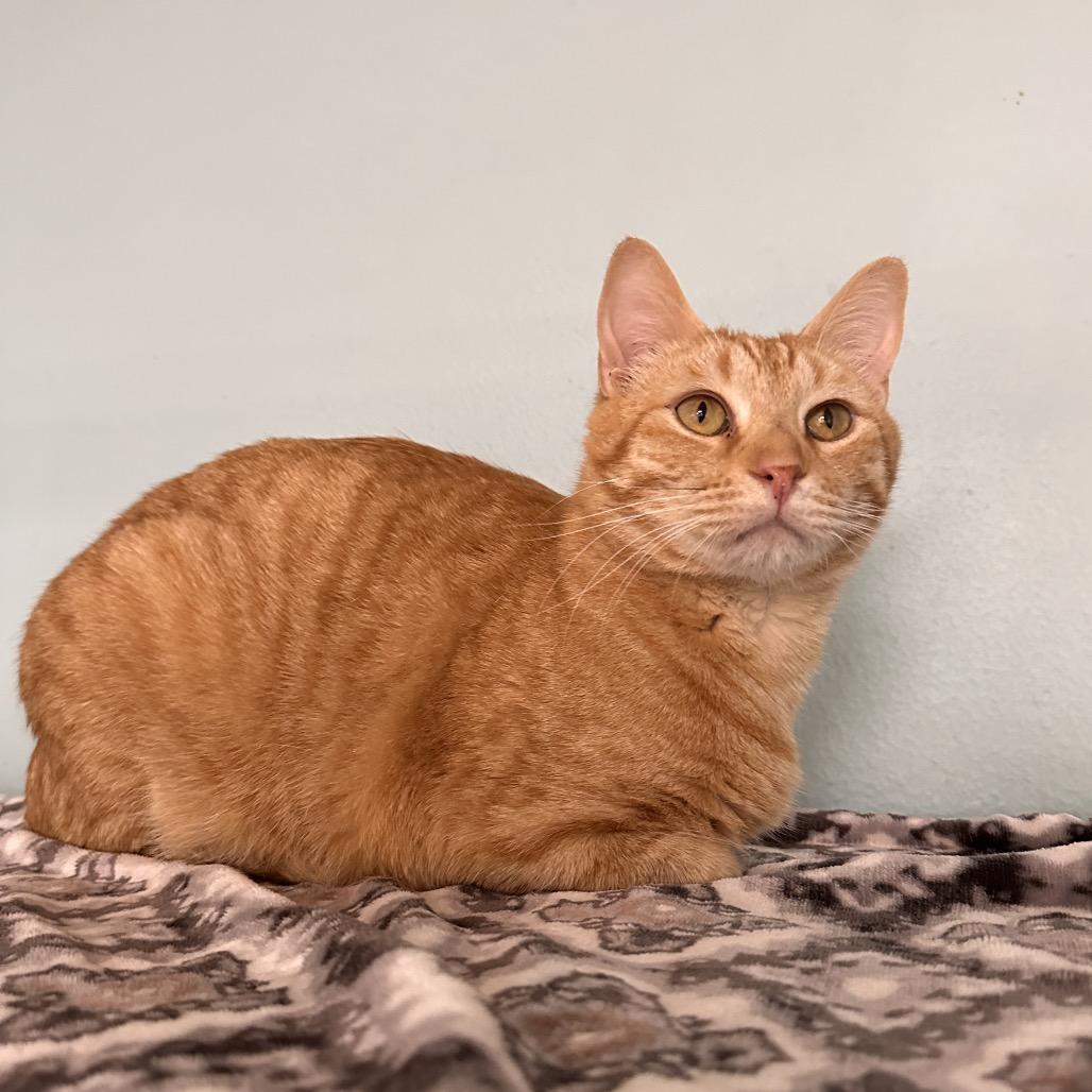 Quake, Adoptable, Adult Male Domestic Medium Hair.