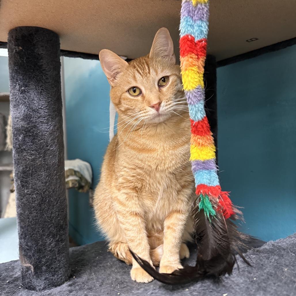 Quake, Adoptable, Adult Male Domestic Medium Hair.