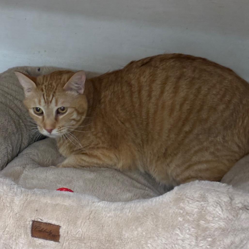 Quake, Adoptable, Adult Male Domestic Medium Hair.