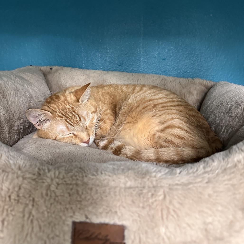 Quake, a Adoptable Domestic Medium Hair in Spokane, WA image 2/6