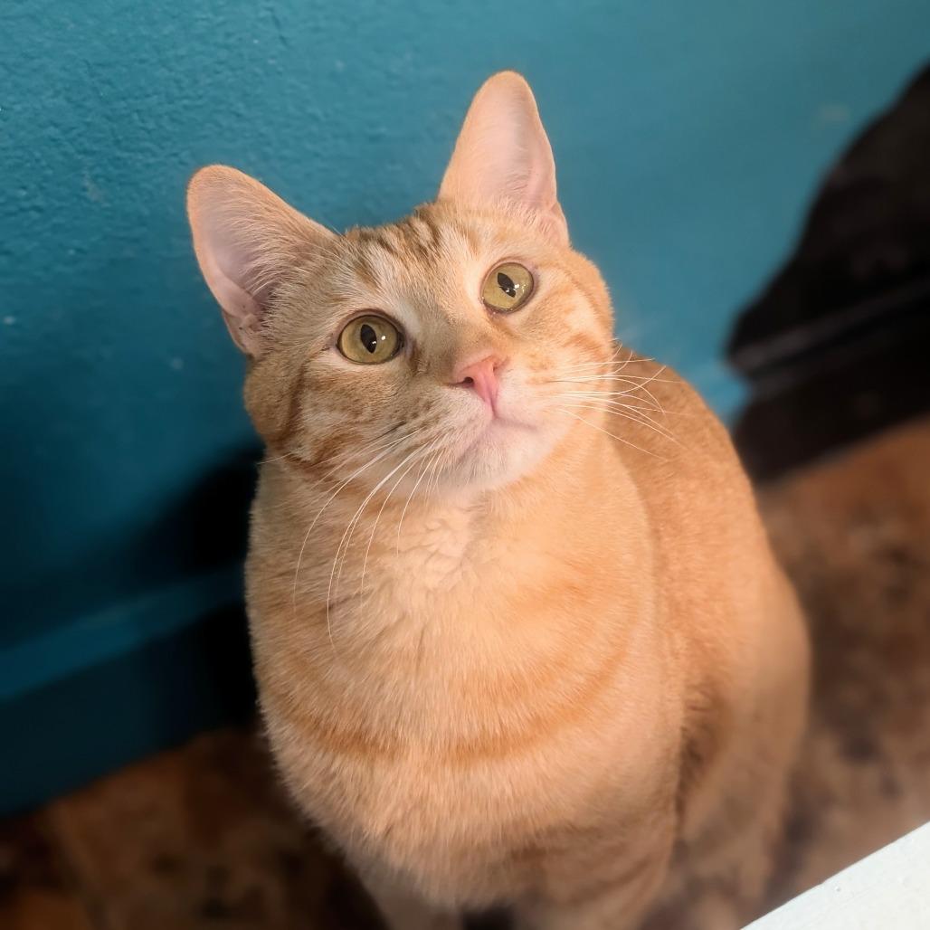 Quake, a Adoptable Domestic Medium Hair in Spokane, WA image 3/6