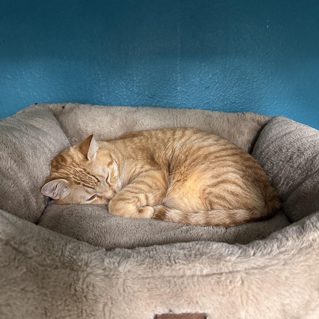 Quake, a Adoptable Domestic Medium Hair in Spokane, WA image 4/6