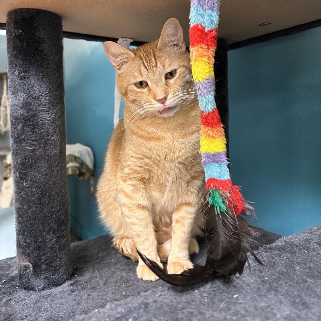 Quake, a Adoptable Domestic Medium Hair in Spokane, WA image 5/6