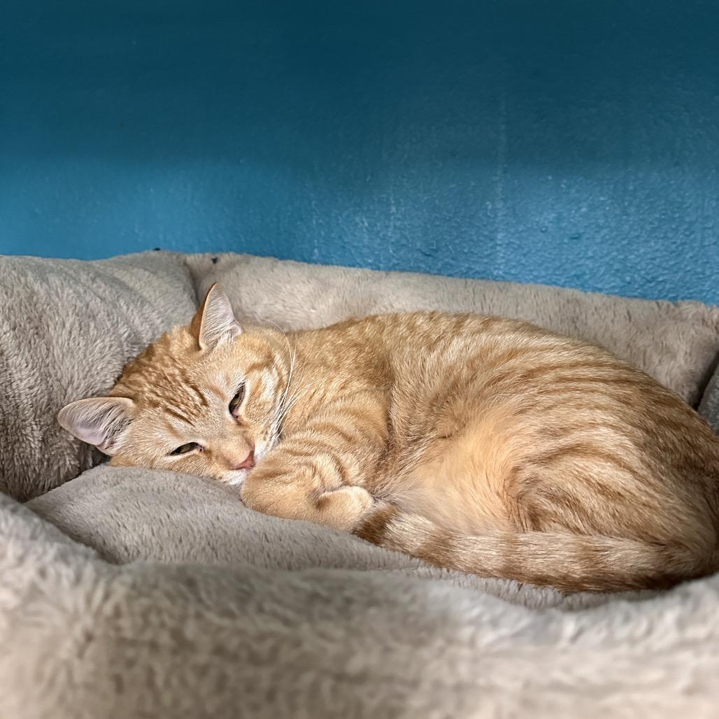 Quake, a Adoptable Domestic Medium Hair in Spokane, WA image 6/6