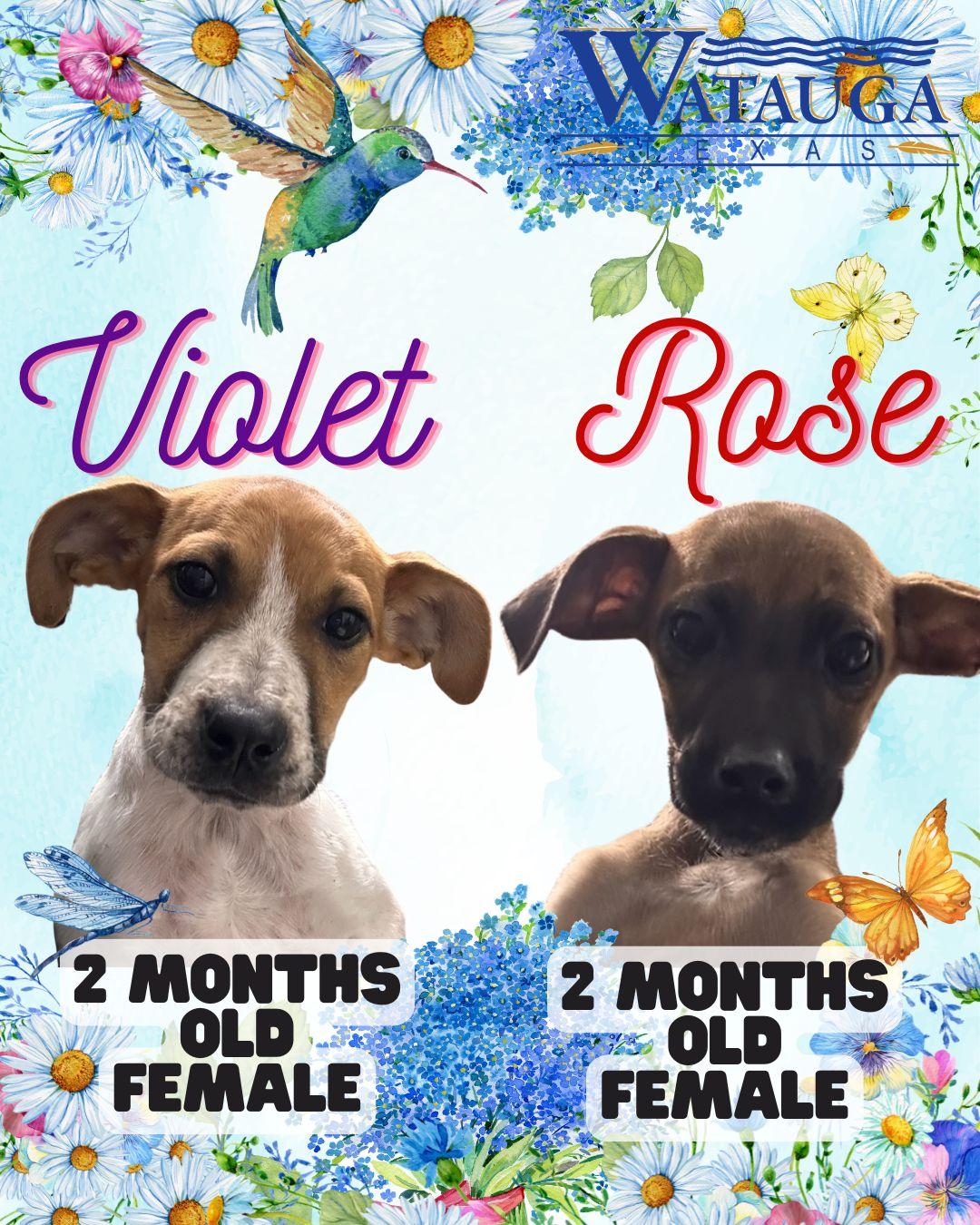 Enlarge Rose, an adopted Mixed Breed in Watauga, TX image 1/1