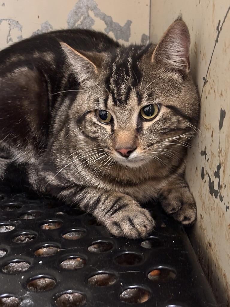 Pixel, adoptable, Adult Female Tabby.