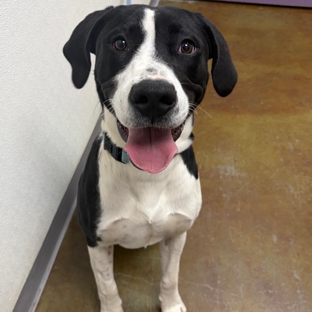 Enlarge Kalabar, a Adoptable mixed breed in Albuquerque, NM image 1/6