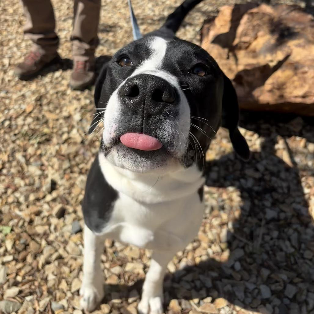 Enlarge Kalabar, a Adoptable mixed breed in Albuquerque, NM image 2/6