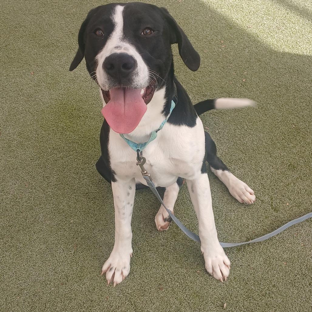 Enlarge Kalabar, a Adoptable mixed breed in Albuquerque, NM image 3/6